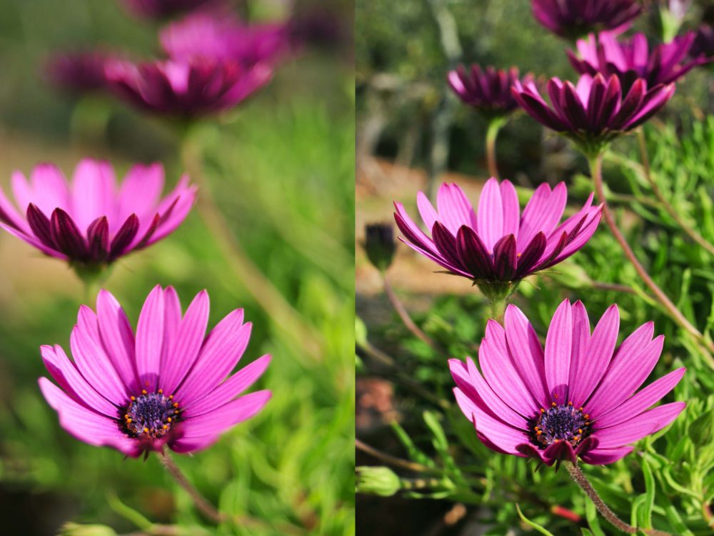 3 Steps For Adjusting The Depth Of Field On Your Camera Photonify   Depth Of Field Example 1 1000x750 